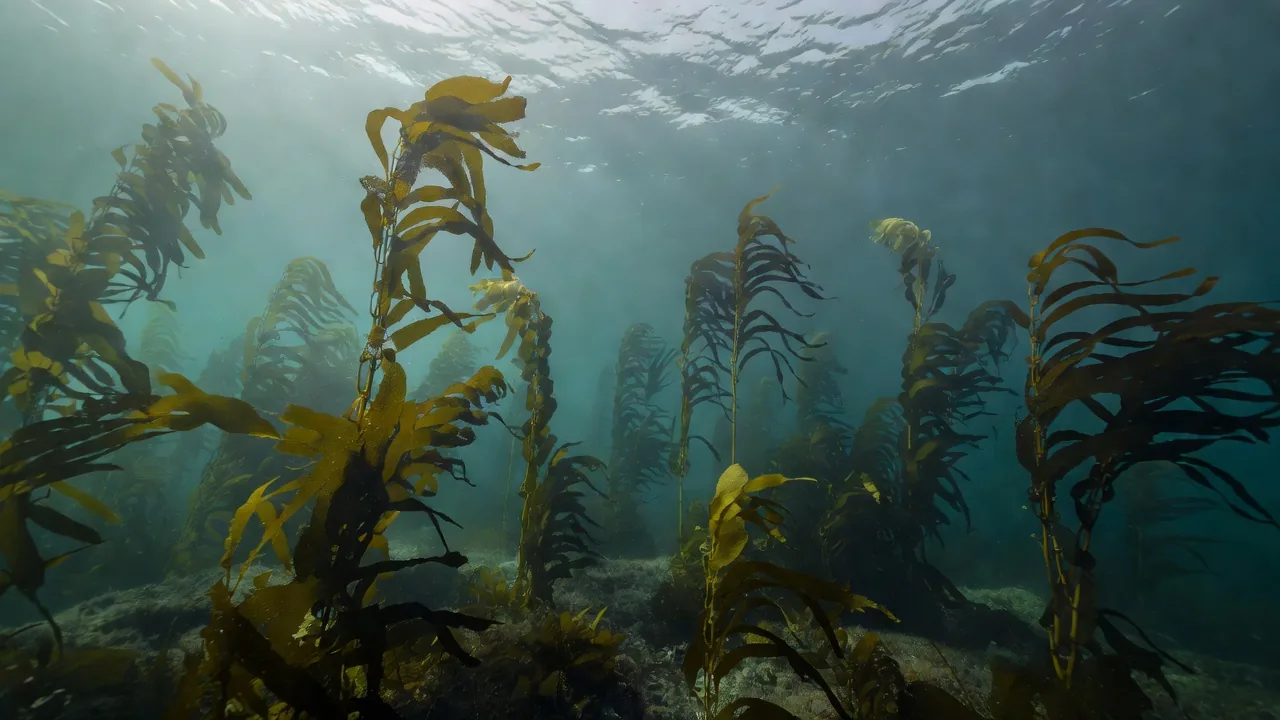 水中から見た海藻林、KELP LAB VAULTのコンセプトを象徴するイメージ